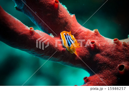 Pyjama chromodoris on red sponge Pyjama chromodoris on red sponge 15986257