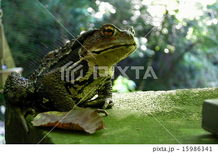 ヒキガエル 15986341