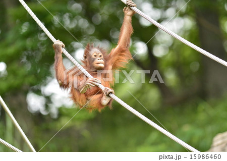 ベビーオランウータン ベビーオランウータン 15986460