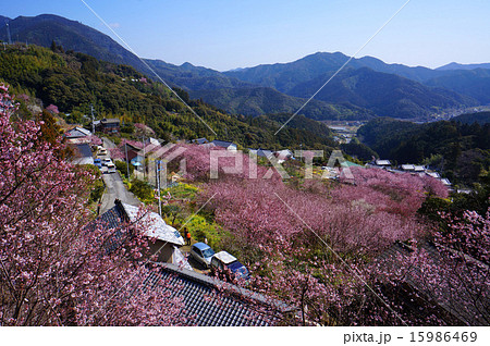 春を先取り雪割り桜の里 15986469