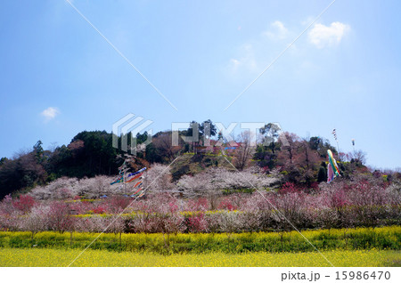 菜の花、桜、桃の花の競演、西川花祭り 15986470