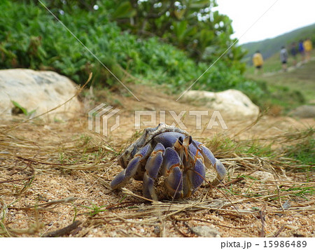 南島のオカヤドカリ(父島) 南島のオカヤドカリ(父島) 15986489