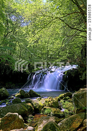 新緑の蓼科大滝 新緑の蓼科大滝 15986558