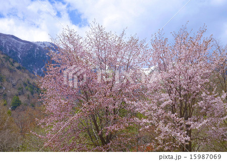 桜の花 桜の花 15987069