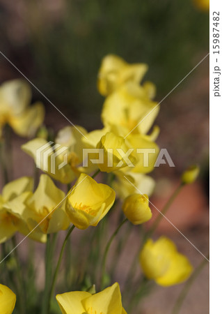 ヒメハナビシソウの花 15987482