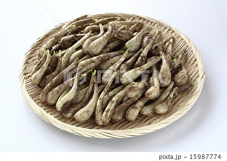 泥つきラッキョウ 15987774