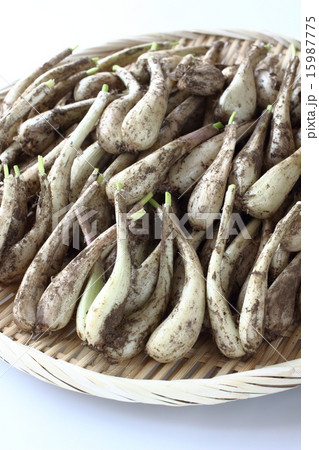 泥つきラッキョウ 泥つきラッキョウ 15987775