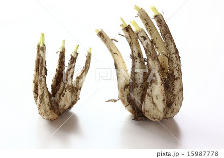 泥つきラッキョウ 泥つきラッキョウ 15987778