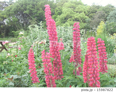 桃色のトラの尾のような花はルピナスの花の写真素材