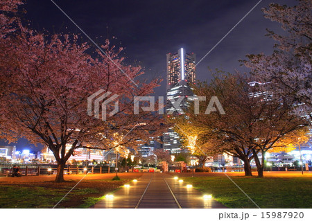 汽車道から眺める夜桜とランドマークタワー 汽車道から眺める夜桜とランドマークタワー 15987920