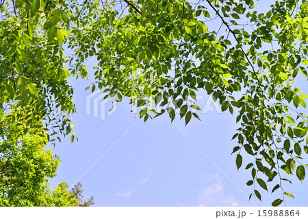 新緑 15988864