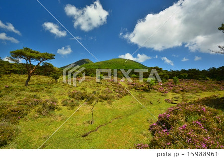 ミヤマキリシマの咲く霧島連山えびの高原つつじヶ丘と韓国岳（からくに岳） 15988961