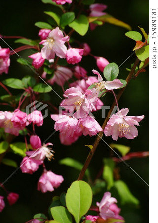 ハナカイドウの花 ハナカイドウの花 15989181