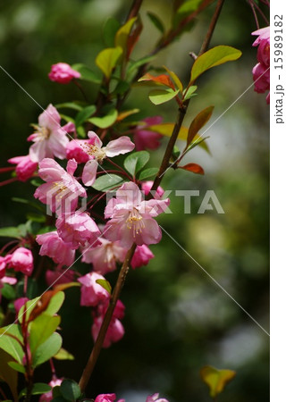 ハナカイドウの花 ハナカイドウの花 15989182