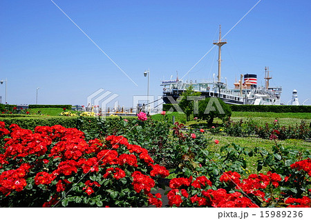 5月花　バラ・バラ科579山下公園 15989236