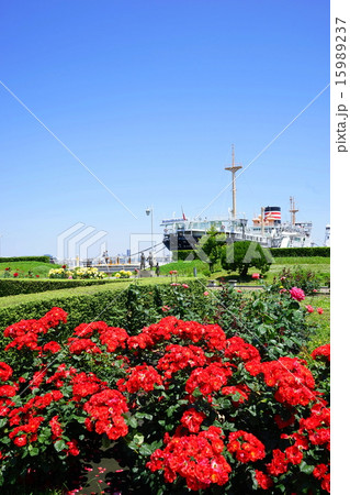 5月花 バラ・バラ科580山下公園 5月花 バラ・バラ科580山下公園 15989237
