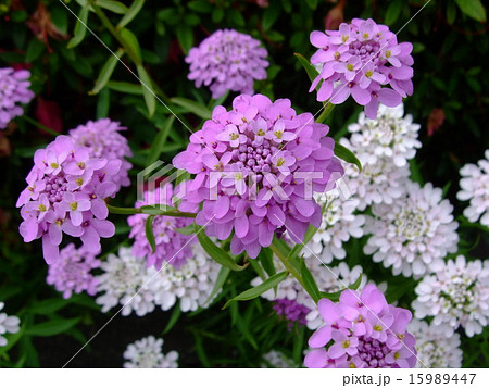 アルメリア ハマカンザシ アルメリア ハマカンザシ 15989447