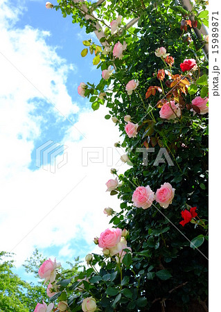 薔薇　ピエールドゥロンサール 15989871