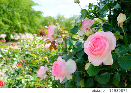 薔薇の咲く公園 15989872