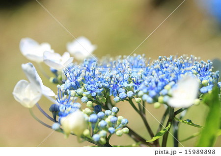 ガクアジサイ 15989898