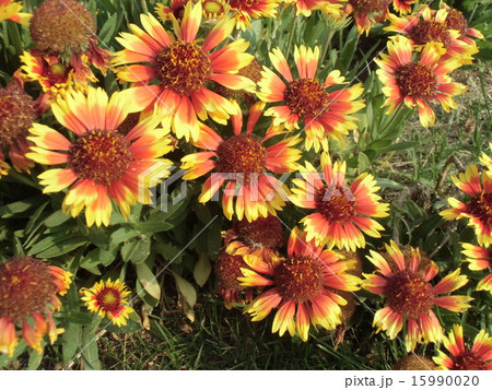 ガイラルディア アリスタータのオレンジの花の写真素材
