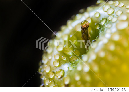 green apple with drops of water 15990198