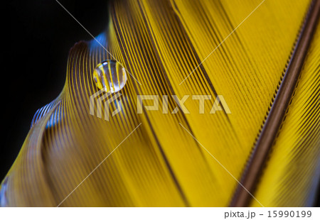 feather and drop of water close-up 15990199