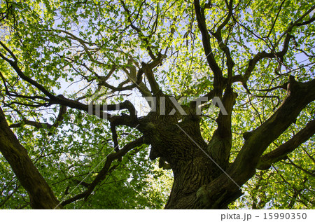 Old oak tree 15990350
