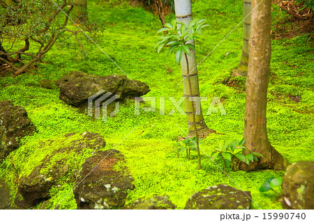 竹の根元に生える美しい苔の写真素材