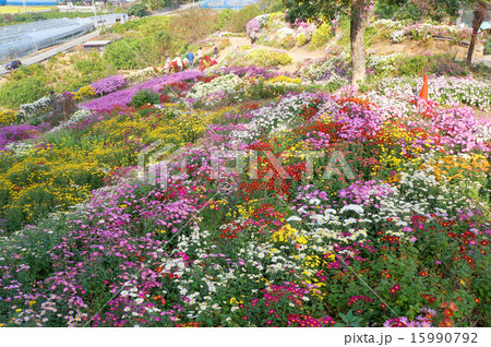 美味しいみかんで有名な山北の懸崖菊 15990792