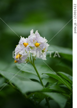 ジャガイモの花 ジャガイモの花 15991422