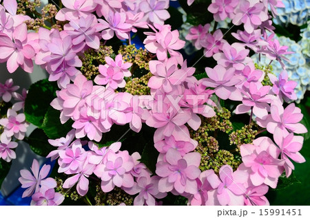 アジサイ　ダンス・パーティー 15991451