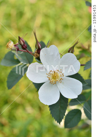 薔薇 薔薇 15991455