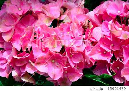 アジサイ　ウィーン 15991479