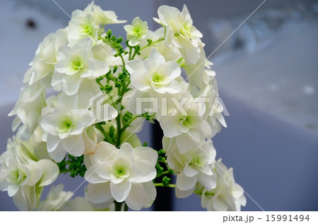 アジサイ　カシワバ・アジサイ 15991494