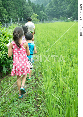 おばあちゃんと一緒に田んぼの見回り おばあちゃんと一緒に田んぼの見回り 15991669