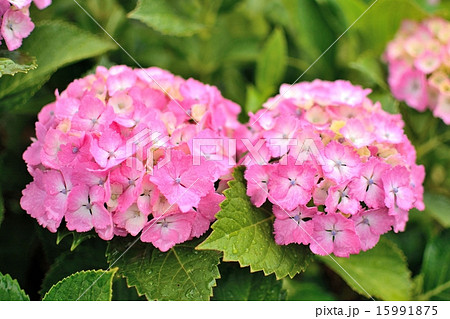 雨の日の紫陽花 ピンク の写真素材