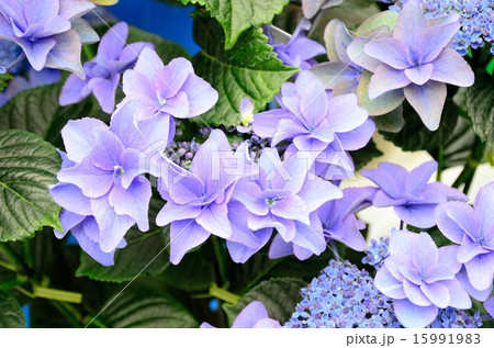 アジサイ ポージーブーケミミ(群馬県産アジサイ) アジサイ ポージーブーケミミ(群馬県産アジサイ) 15991983