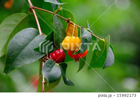 ピタンガの果実 ピタンガの果実 15992173