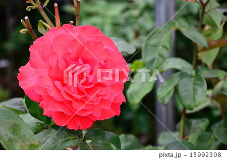 バラ　ドゥフトボルケ 15992308