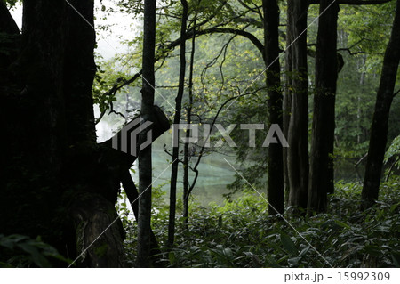 上高地の池と木 上高地の池と木 15992309