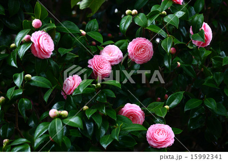 椿　乙女椿の花 15992341