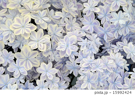 アジサイ 万華鏡 島根県産アジサイ の写真素材 アジサイ 万華鏡 島根県産アジサイ の写真素材