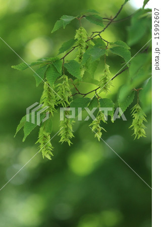 自然　植物　イヌシデ、五月には果穂がたくさん垂れ下がり、これを紙垂に例えて名付けられました② 15992607