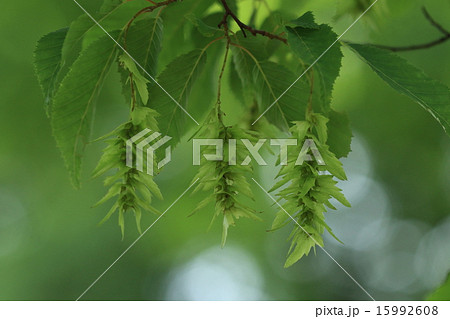 自然　植物　イヌシデ、五月には果穂がたくさん垂れ下がり、これを紙垂に例えて名付けられました① 15992608