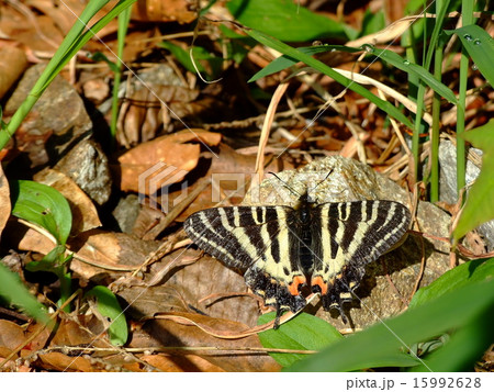 ギフチョウ ギフチョウ 15992628
