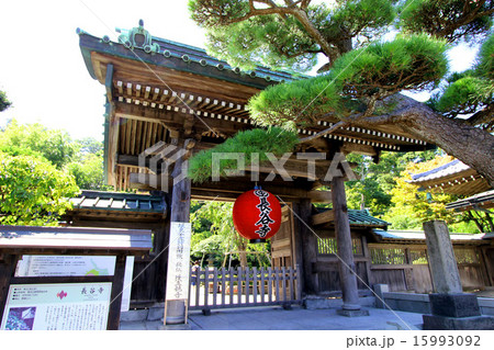 鎌倉の長谷寺 15993092