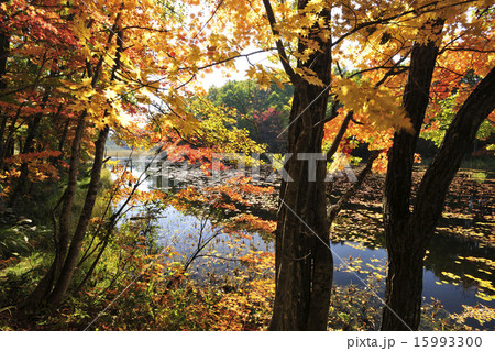 矢の原湿原の紅葉 福島県 昭和村の写真素材