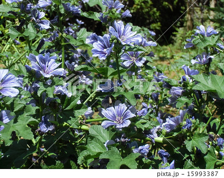 青い花の中心からパープルラインが綺麗なマルバブルーファウンテンの写真素材