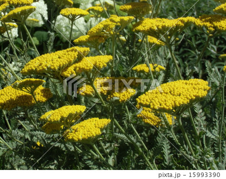 平らなお皿のような黄色い花はキバナノコギリの花 平らなお皿のような黄色い花はキバナノコギリの花 15993390